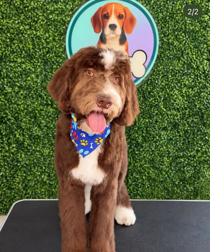 Groomed pup