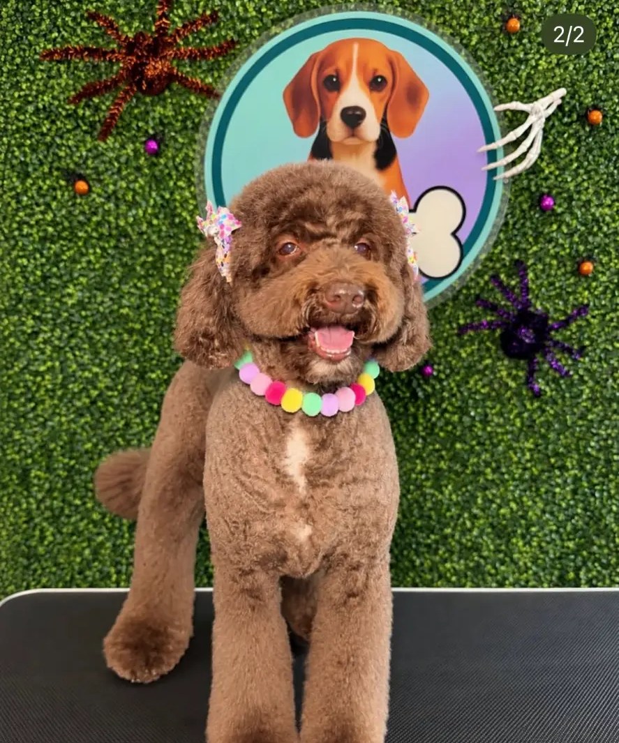 Groomed pup
