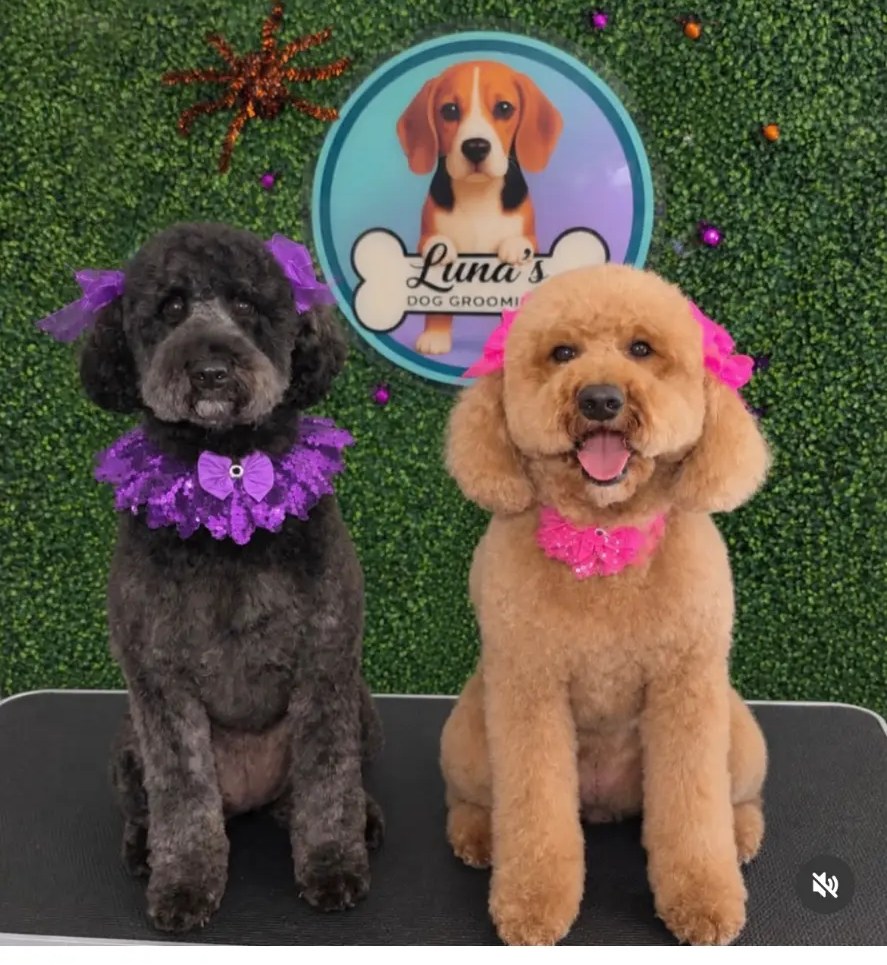 Groomed pup