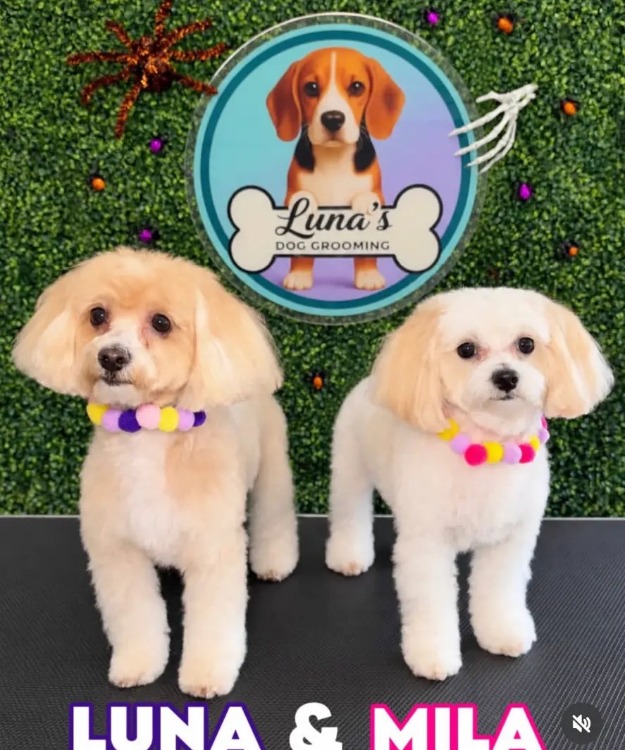Dog Hotel