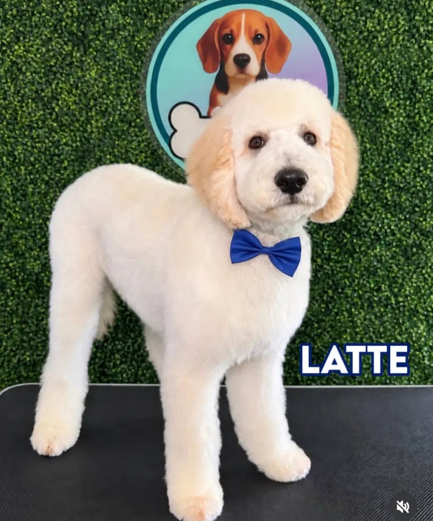Latte