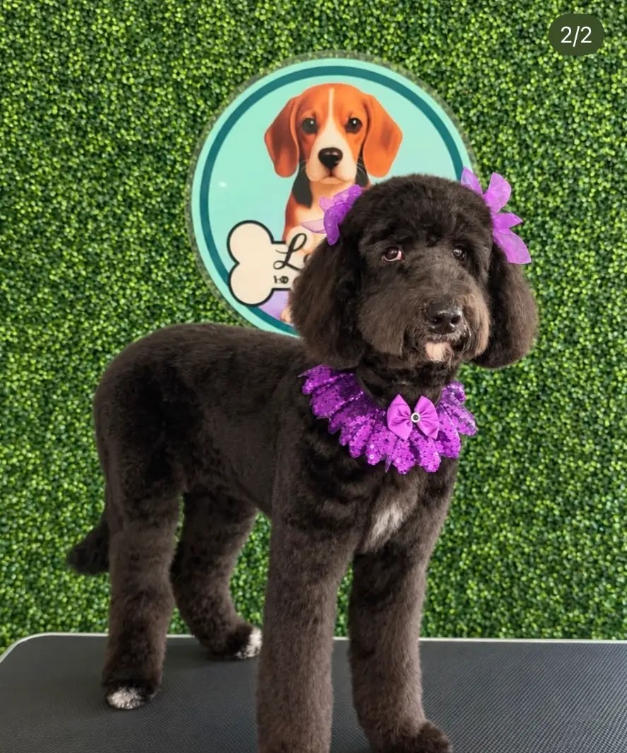 Groomed pup